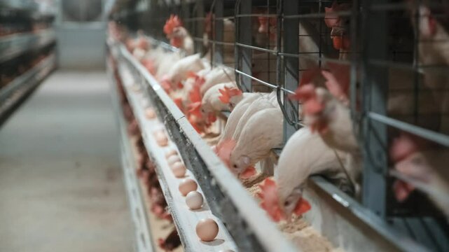Closed-Space Poultry Farming for Egg Production