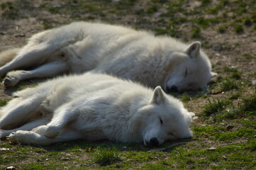 Obraz premium Two sleeping Alaskan Tundra Wolfs
