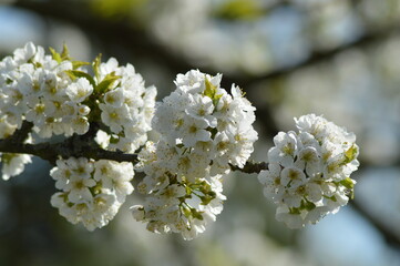 blooming cherry tree in the spring