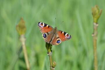 The peacock butterfly on a branch