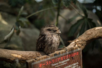 Tawny Frogmouth Bird Resting on a Branch in a Zoo
