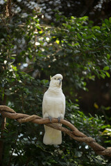 A White Cockatoo Sitting Gracefully on a Branch Surrounded by Greenery