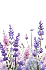 Obraz premium watercolor lavender flowers isolated on white background