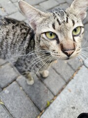 Obraz premium cat face 