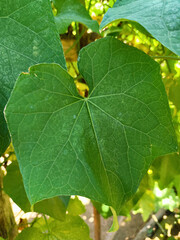 A close-up photograph of a lush, vibrant green leaf with distinct vein pattern in sunlight, surrounded by other leaves. It captures the detail and texture of the leaf surface.