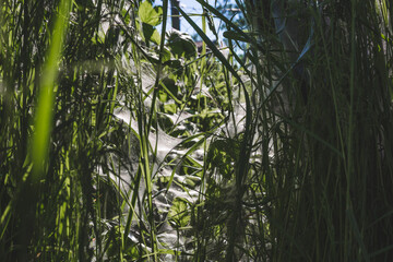 Unzählige Spinnennester im hohen Gras