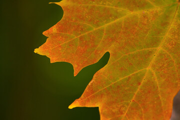 Detailed photo of maple leaf changing colours in early fall.