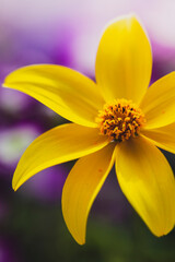 Obraz premium Close up of yellow flower, Bidens Ferulifolia, against a purple background.