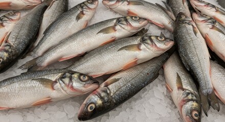 Obraz premium Fresh Sauger Fish on Ice at Supermarket - Fresh, icy sauger, market seafood, healthy protein, delicious meal, cold storage.