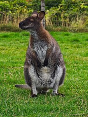 Red-necked wallaby