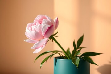 Obraz premium A beautiful potted plant featuring pink peony, perfect for home decor or floral arrangements. Isolated peonies on a plain background.