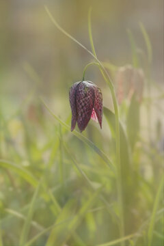 Snakes head Fritillary 