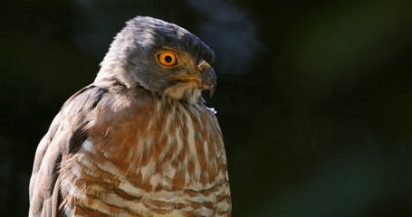 Crested goshawk with intense orange eyes, blurred natural background, Thailand. Hawk in wild nature, Kaeng Krachan.