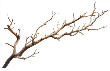 Isolated dry tree branch on white background for design elements and nature photography concepts use