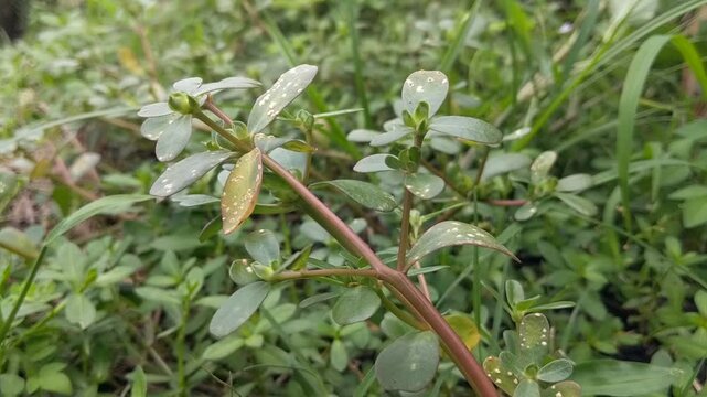 A close-up of a small green purslane with slender stems, surrounded by lush greenery. Portulaca Oleracea.