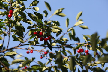 red berries on a branch