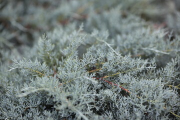 frost on a plant
