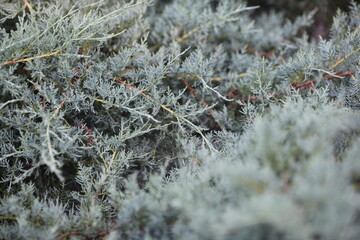 frost on the branches