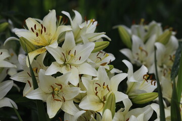 lilies 