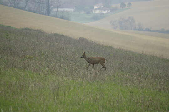 Beau brocard portant des bois marchant dans un champ dans la campagne au printemps.