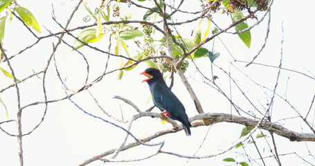 Bird perched on tree branch, sparse leaves, bright sky, Oriental Dollarbird, serene avian shot.