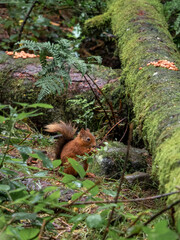 An active red squirrel explores the vibrant green forest undergrowth, surrounded by ferns and moss-covered logs, showcasing a pristine and lively habitat - Scotland, UK