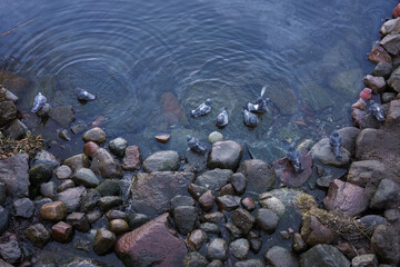 Pigeons gathered by rocky shore