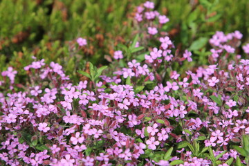 Pink Saponaria