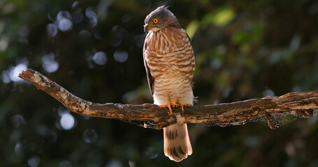 Crested goshawk (Lophospiza trivirgata) perched on a tree branch, striking yellow eyes and bold...