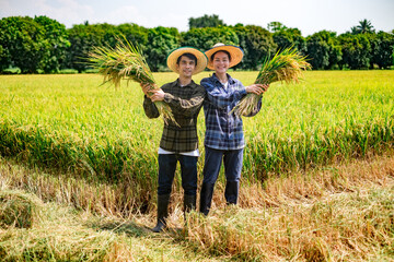 Harvesting rice young farmers celebrating in a lush field agriculture scene sunny day joyful atmosphere
