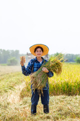 Harvesting rice in lush fields farmer holding harvest rural landscape bright sunny day agricultural lifestyle