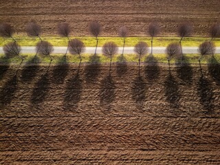 Row of trees by the dirt path as seen from above. Spring scenery with alley surrounded by the brown fields.