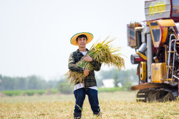 Harvesting rice rice field photography agricultural landscape close-up view farming process