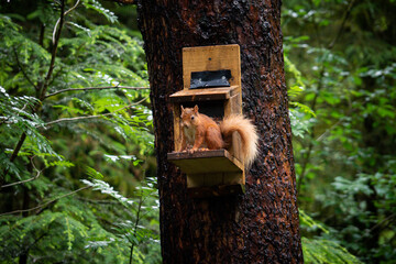 A red squirrel perches gracefully on a wooden feeder mounted to a tree trunk amidst dense greenery...