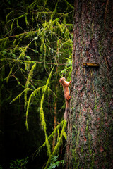 A curious red squirrel climbs the bark of a mossy tree amidst a dense woodland setting, radiating natural beauty and wildlife charm - Scotland, UK
