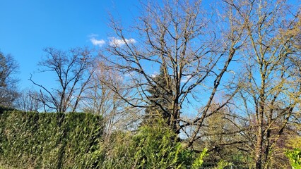 Arbres et arbustes sous un beau ciel bleu au printemps