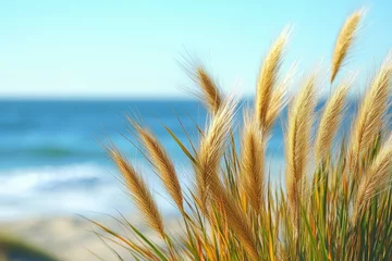  A photograph of colorful beach grasses, with the ocean in the background. © Aamir