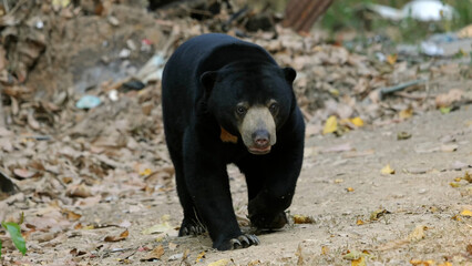 Sun Bear (Helarctos malayanus) strides along a leafy dirt path, strong presence in Thailand Kaeng...