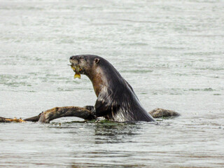 River otter popping out for a brief moment to savour his freshly caught fish
