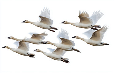 Obraz premium Stock image of flock of tundra swans flying migration wildlife birds nature white wings animal group travel
