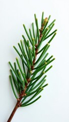 Fototapeta premium Freshly cut pine branch exposed against stark white backdrop, bare, winter, nature