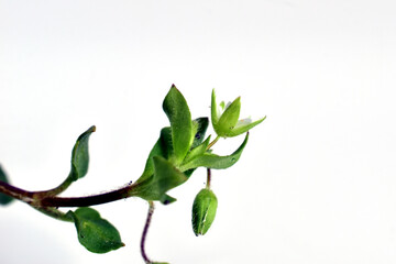 The picture shows a separate stem of grass that is blooming. Grass flower.