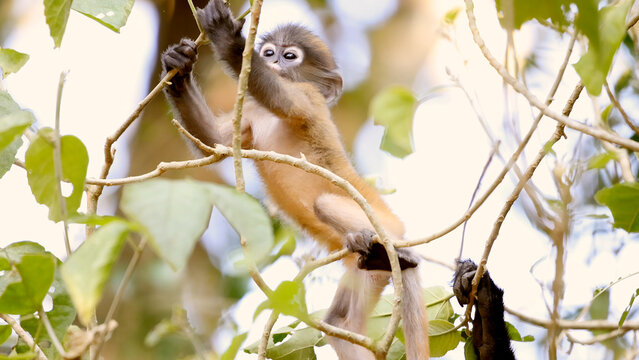 Cute baby monkey climbing tree in lush green forest jungle environment. Dusky leaf monkey or spectacled langur or Trachypithecus obscurus