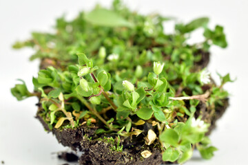 The picture shows green grass on the soil. The grass is blooming.