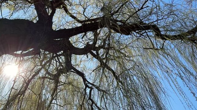 Branches of willow tree in spring park.
