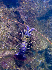 Multi-colored spiny lobster sits on a stone in an aquarium