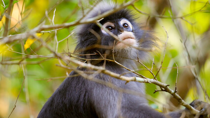 Monkey sitting on branch in lush green forest looking curious. Dusky leaf monkey or spectacled langur or Trachypithecus obscurus