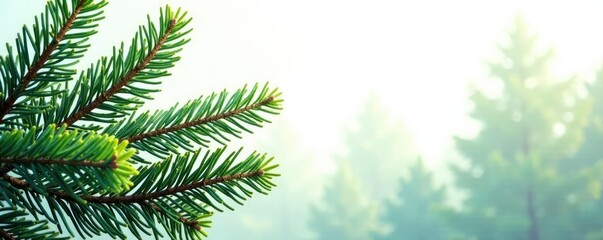 Fototapeta premium Spruce branches isolated against a clean canvas, nature, foliage, forest elements