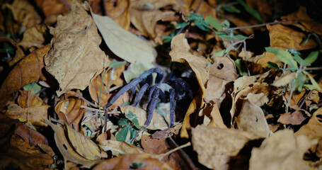 Tarantula hiding among dry autumn leaves in forest floor environment. Cyriopagopus lividus
