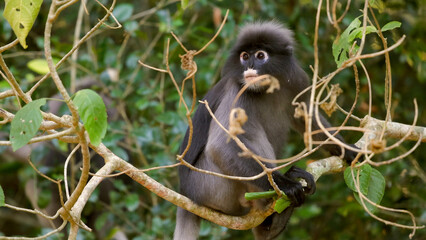Leaf monkey sitting on tree branch surrounded by green foliage, natural habitat. Dusky leaf monkey or spectacled langur or Trachypithecus obscurus